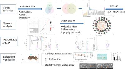 Network analysis combined with experimental assessment to explore the therapeutic mechanisms of New Shenqi Pills formula targeting mitochondria on senile diabetes mellitus